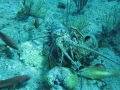   Spiny lobster groupers  